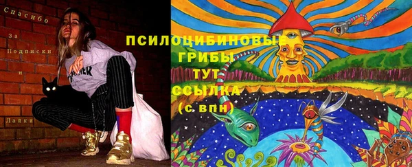 прущие грибы Елизово